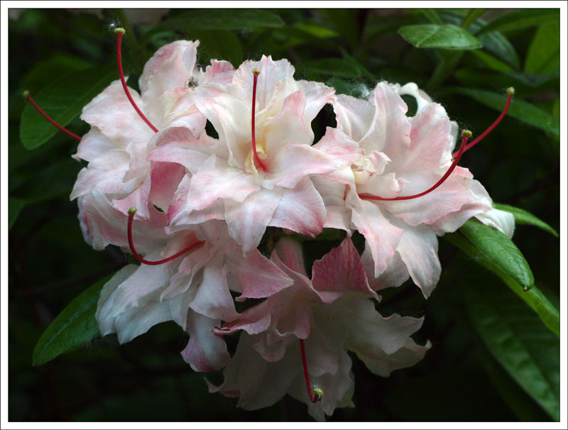 14-153 Rhododendron