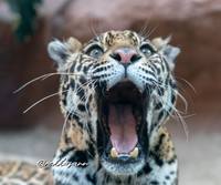 D6sMZvHVUAAWPqM 100