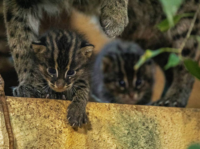 csm Fischkatze Jungtiere Hellabrunn 2019 Maria Fencik кро 100