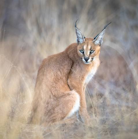Dawie-Jacobs-caracal-Kgalagadi-TP-SA 100