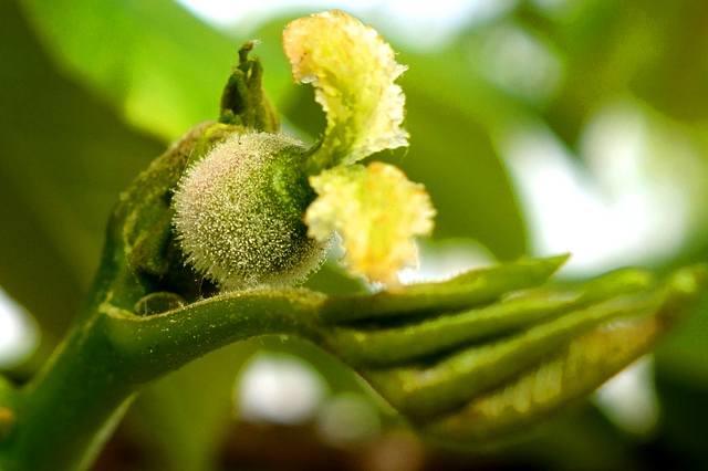 Как цветет грецкий орех и образуется плод фото