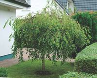 betula pendula youngii 2007 4080