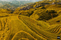 14Поля Луншэна