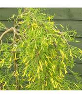 caragana arborescens pendula walker-600x711