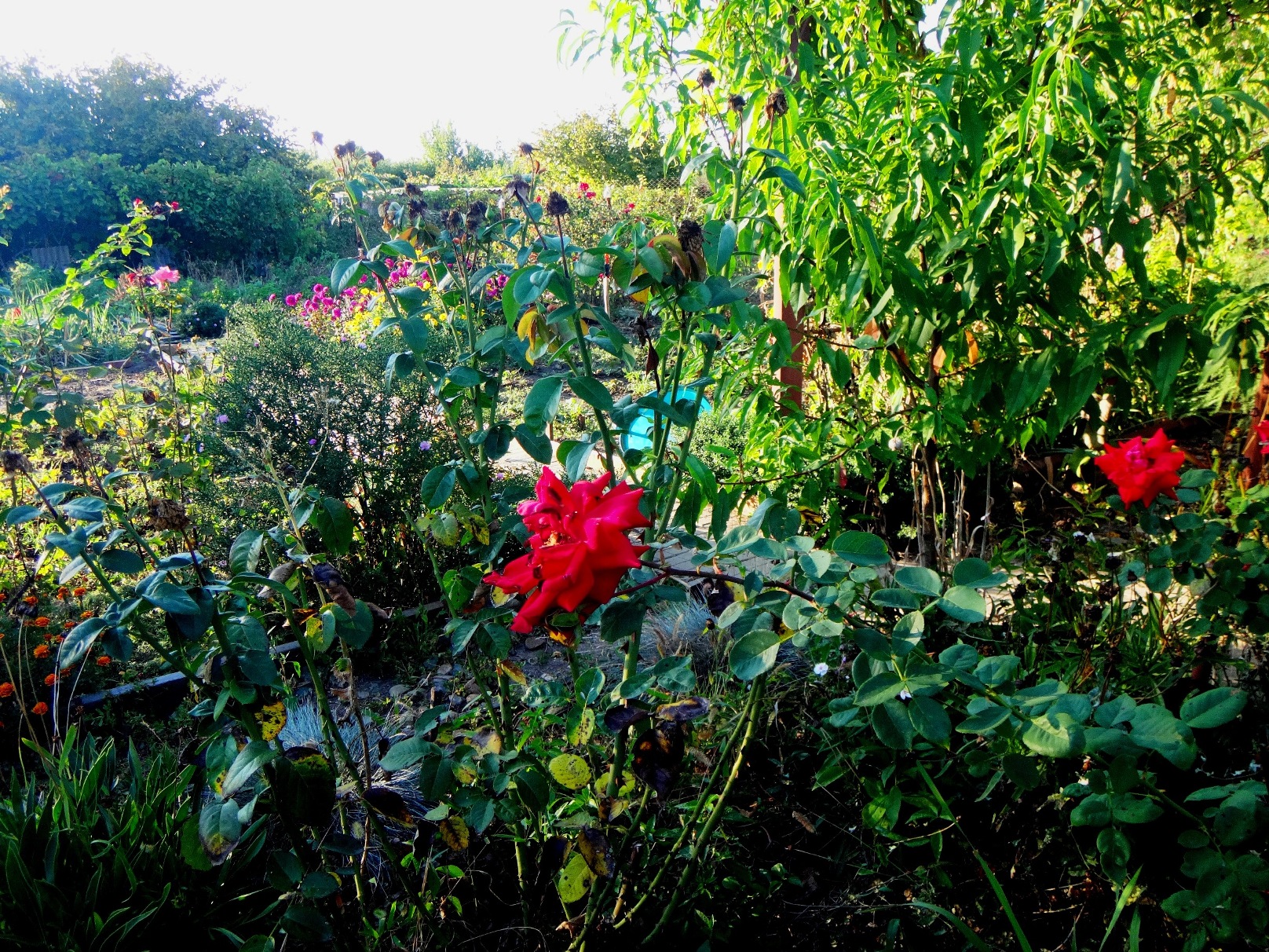 Дачный мотив... Из приключений штыковой лопаты (8)