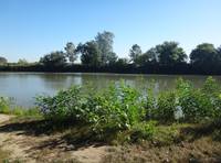 Лето, река Кубань