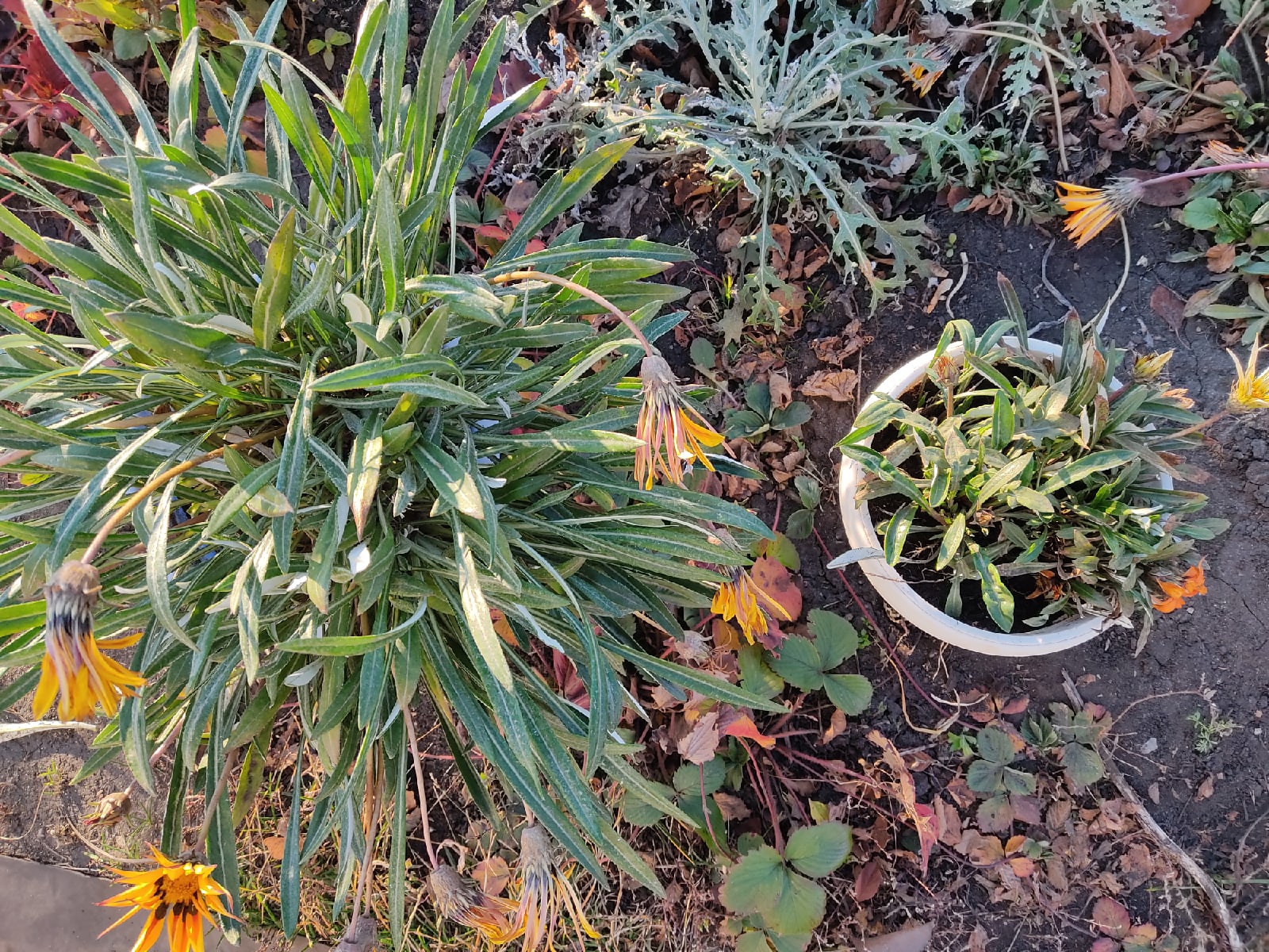 e-vUEReae1Y