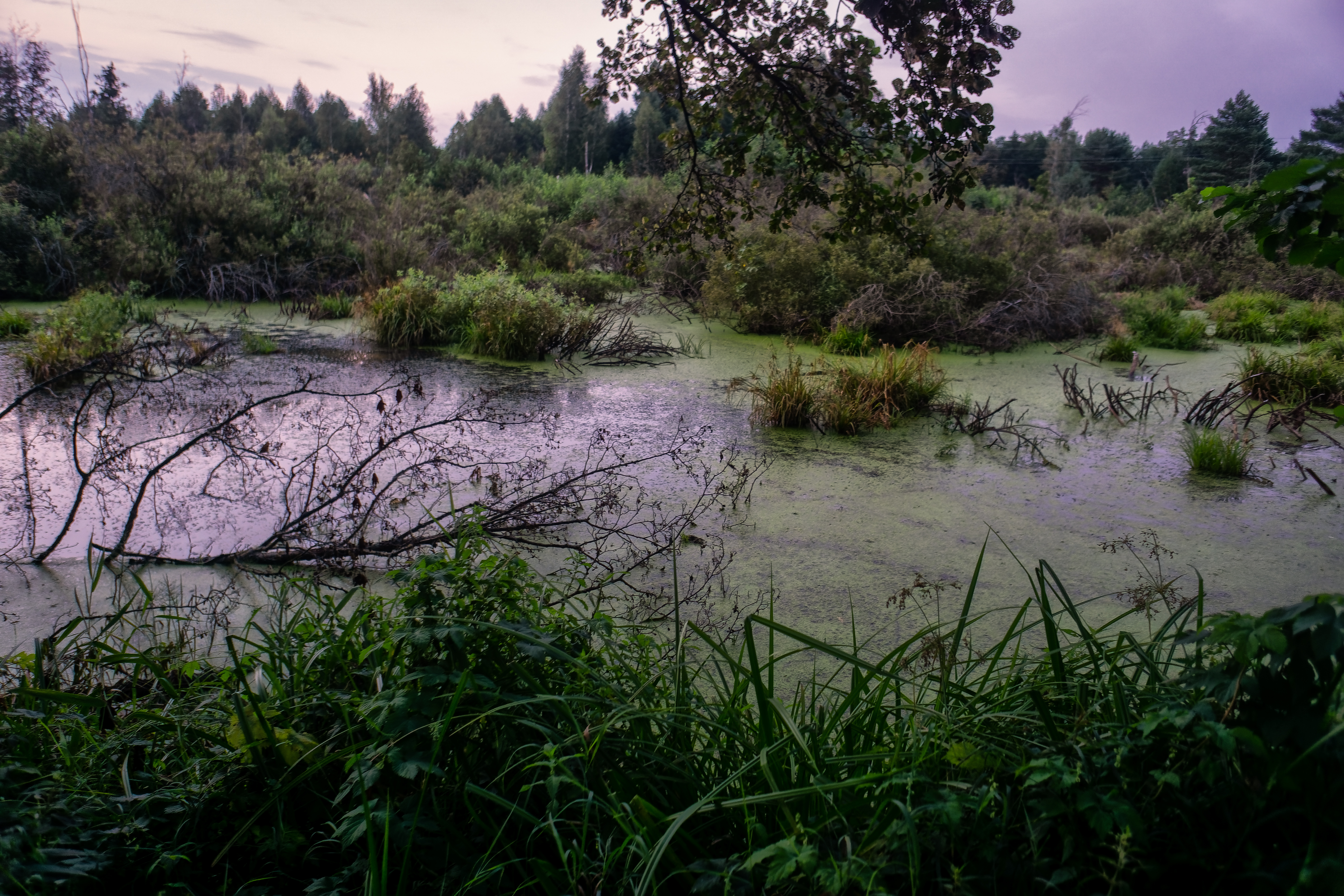 Сельцы болото снимал Сеня DSC9996-ARW DxO DeepPRIME