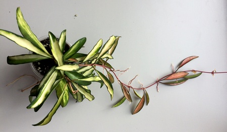 H.Kentiana var.#4 1200