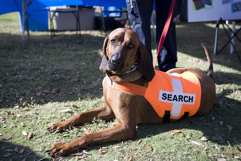 1 search-and-rescue-dog