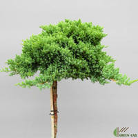 juniperus-procumbens-nana-599x599