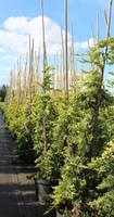 juniperus horizontalis golden carpet bambus wieksze strona