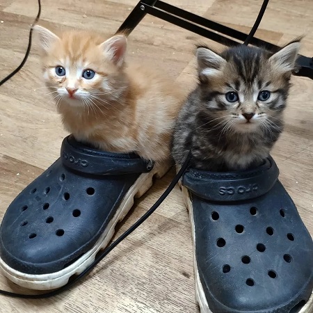 коты в ботинках