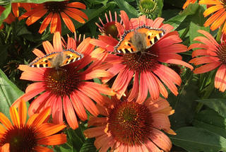Echinacea Orange Skipper ECHORAS PLN 1 B[1]