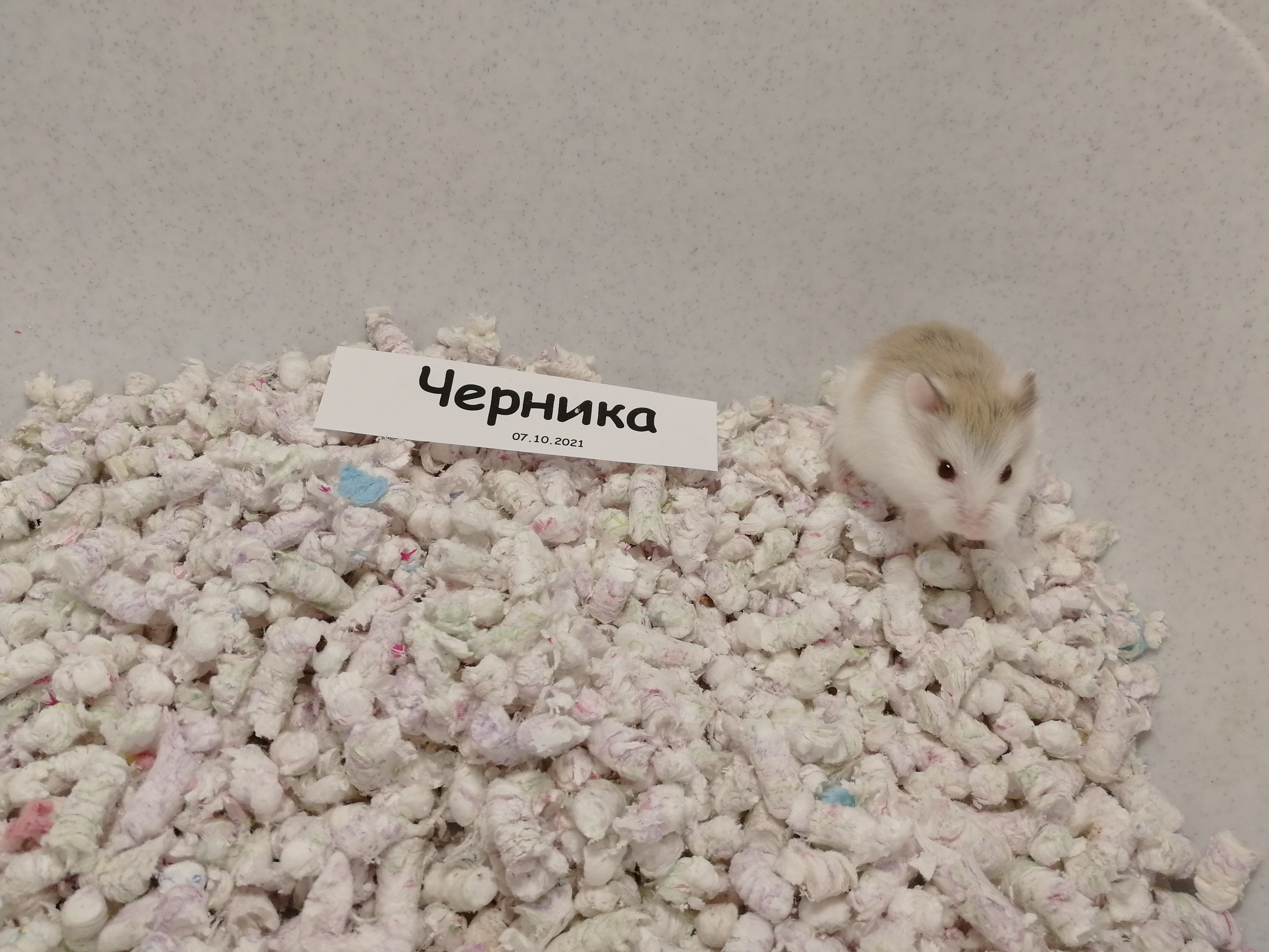 Черника