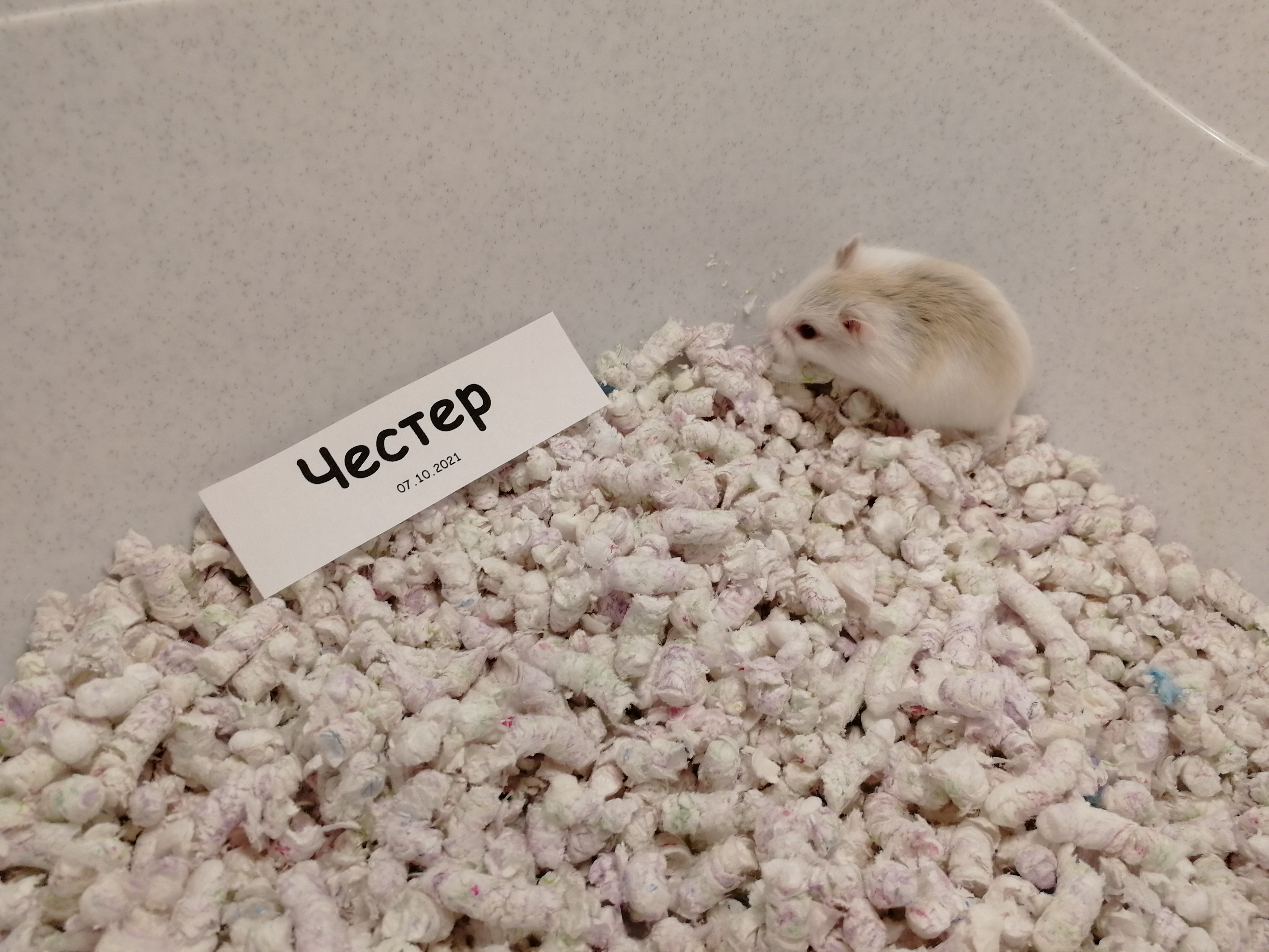 Честер