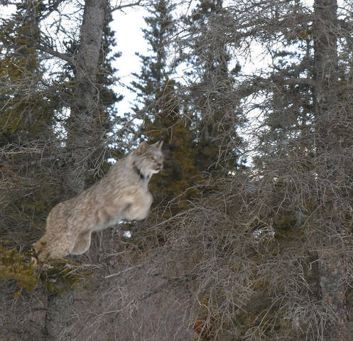 lynx tree hopping by msfireweed da25vr9-fullview кан 100