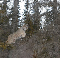lynx tree hopping by msfireweed da25vr9-fullview кан 100