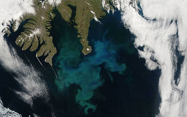 Цветение фитопланктона у западных берегов Исландии
