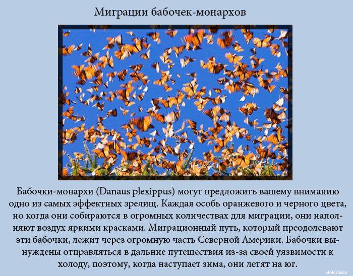 VFL.RU -  