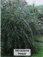 salix-purpurea-pendula (1)