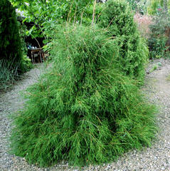 thuja filiformis-1