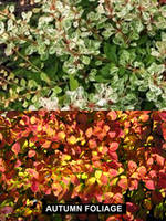 BERBERIS-THUNBERGII-SILVER-BEAUTY-SMALL-