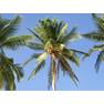 kokosovaya-palma