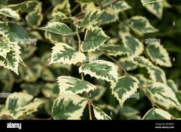 images (9)