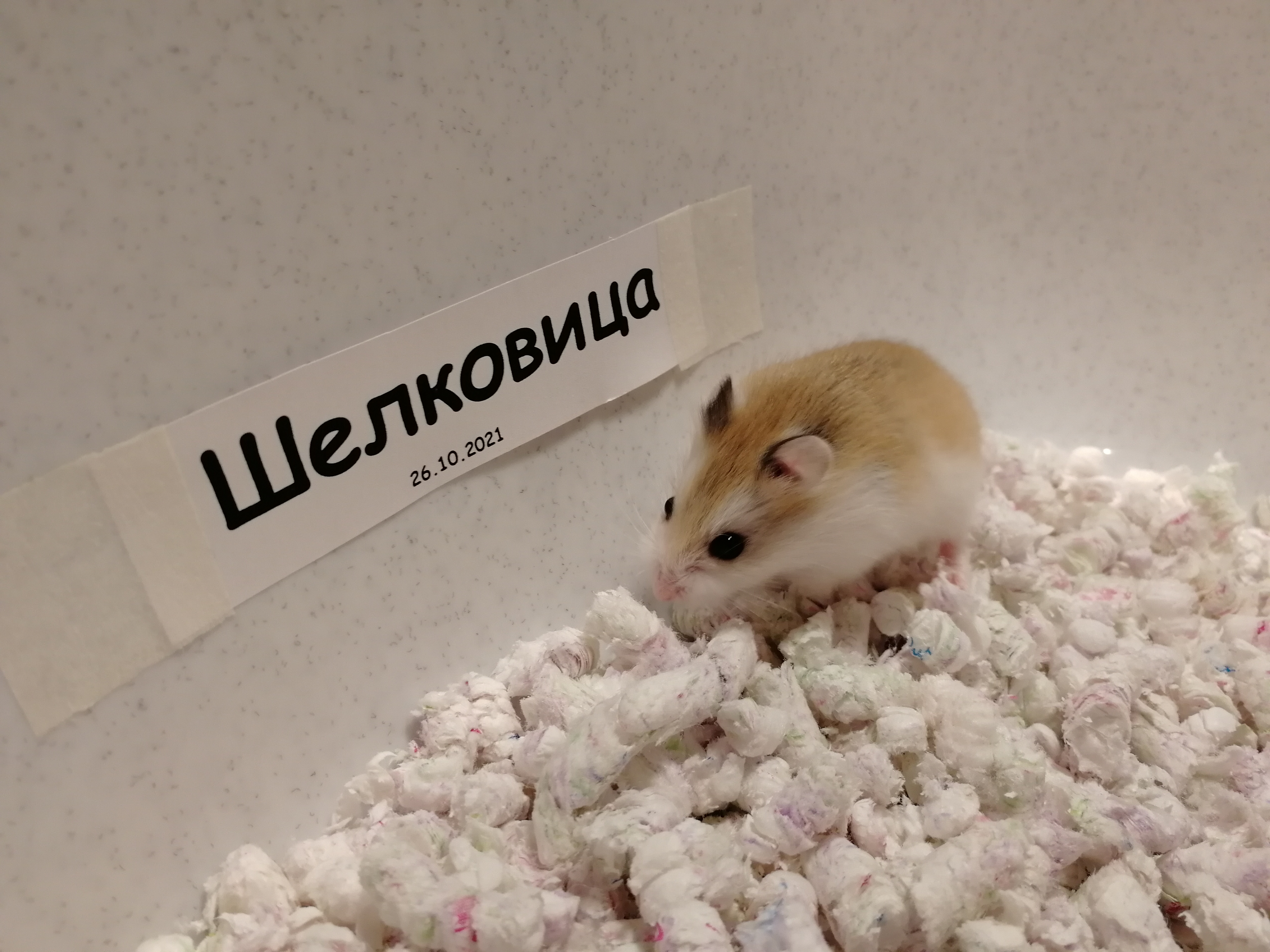 Шелковица