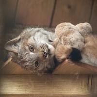 VFL.RU - ваш фотохостинг