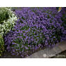 Lavender-Super-Blue