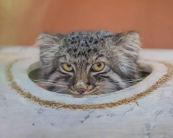 VFL.RU - ваш фотохостинг