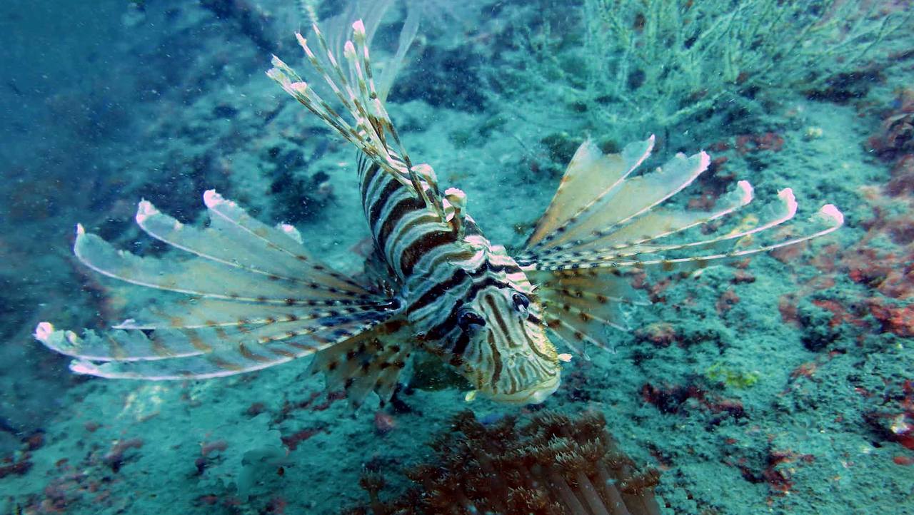 lionfish