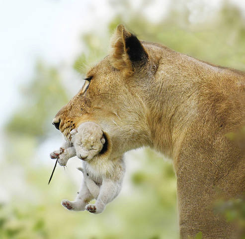11-Daryl-Dell-instagram-white-lion-cub-Timbavati бел кро мам 100