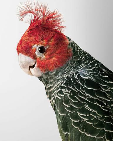 фото Лейлы Джеффр15
