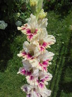 3 место Аткласмэ 401 Закис,08-с-сг.