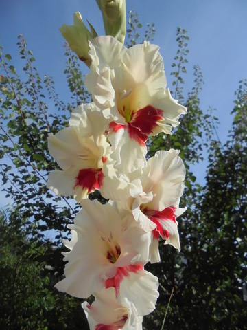 8 место Свободная Русь 401 Маркявичус,11-р-сг.