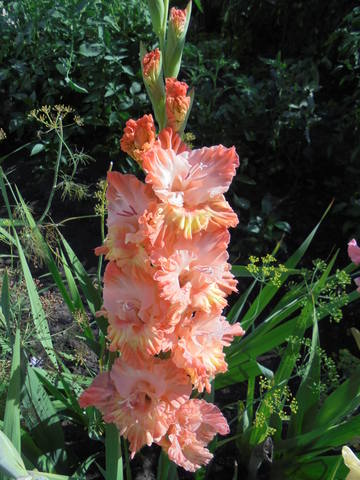 6 место- Маконю Дея 423 Закис,10-рс-сг.