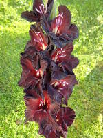 1 место Эбони бьюти 358 Клути,90-с-сг.