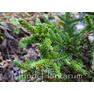 Picea orientalis Smee WB.002 (4)