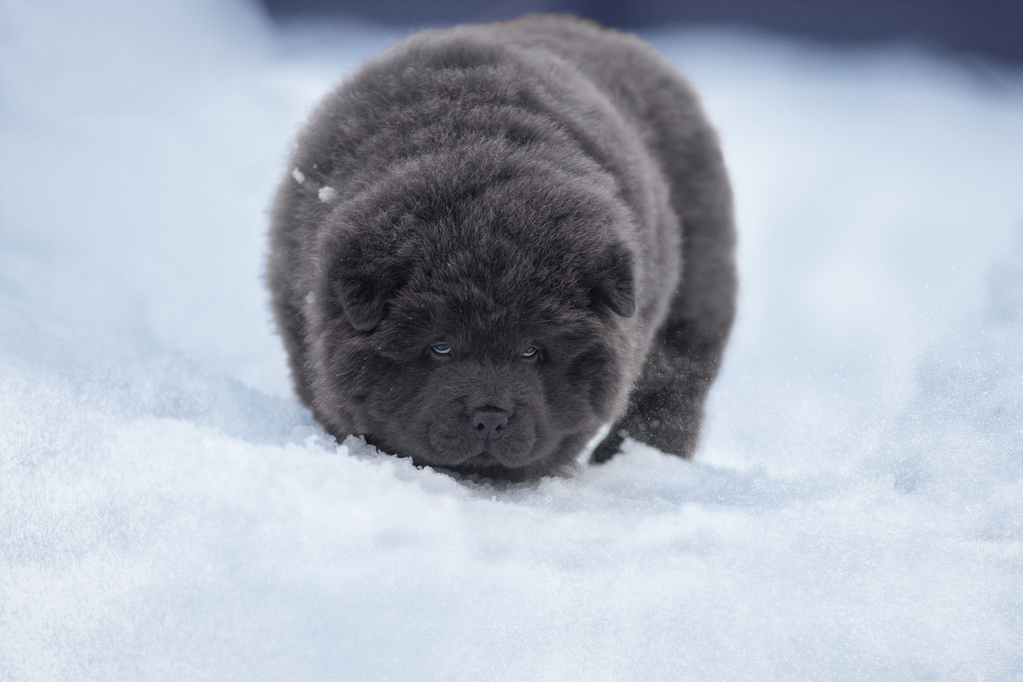 фото Светланы Писаревой2