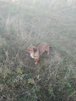 VFL.RU - ваш фотохостинг