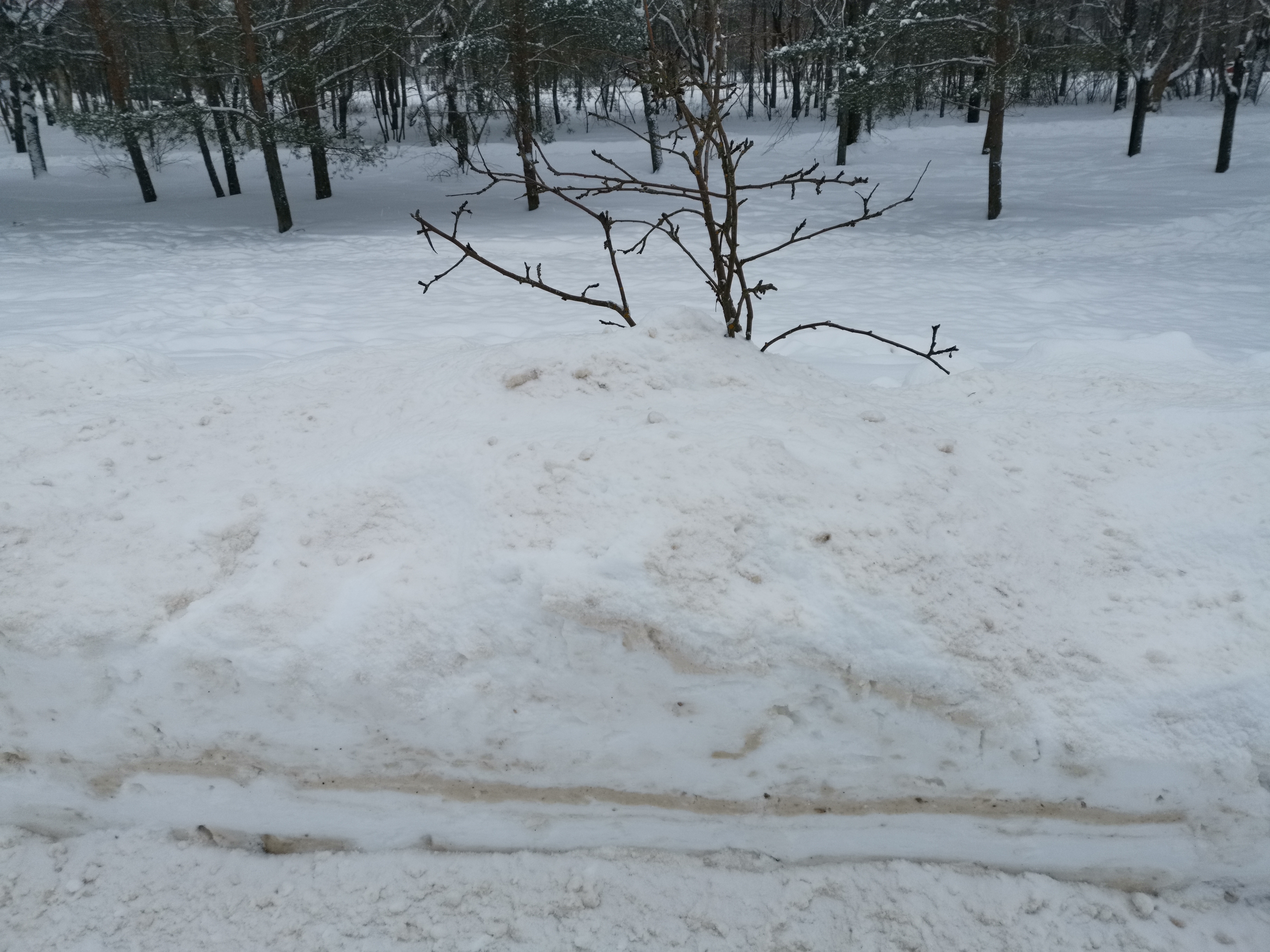 яблони под грязным снегом