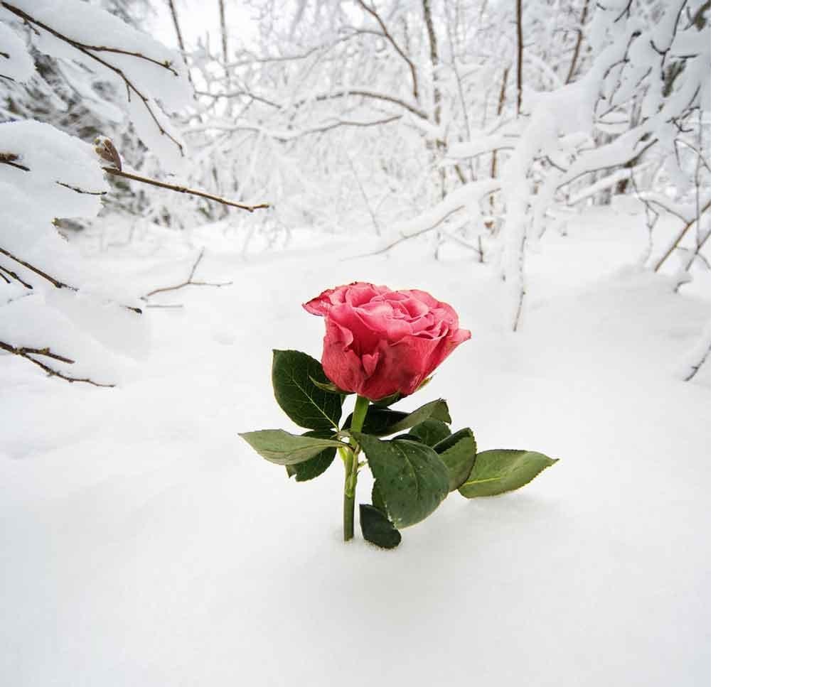 SnowRose