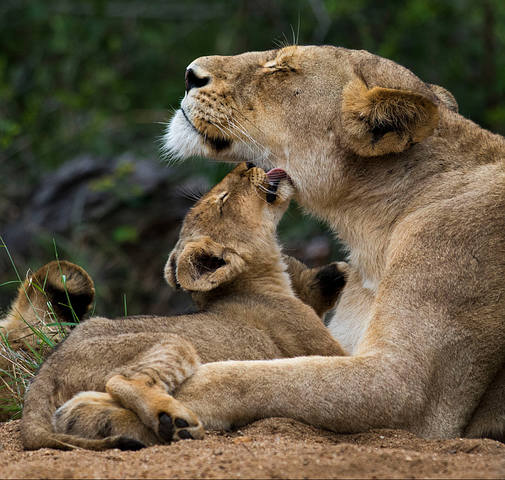 5-Armand-Grobler-A-mothers-love-Manyeleti-Game-Reserve-South-Africa кро 100