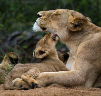5-Armand-Grobler-A-mothers-love-Manyeleti-Game-Reserve-South-Africa кро 100