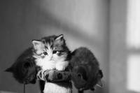 VFL.RU - ваш фотохостинг