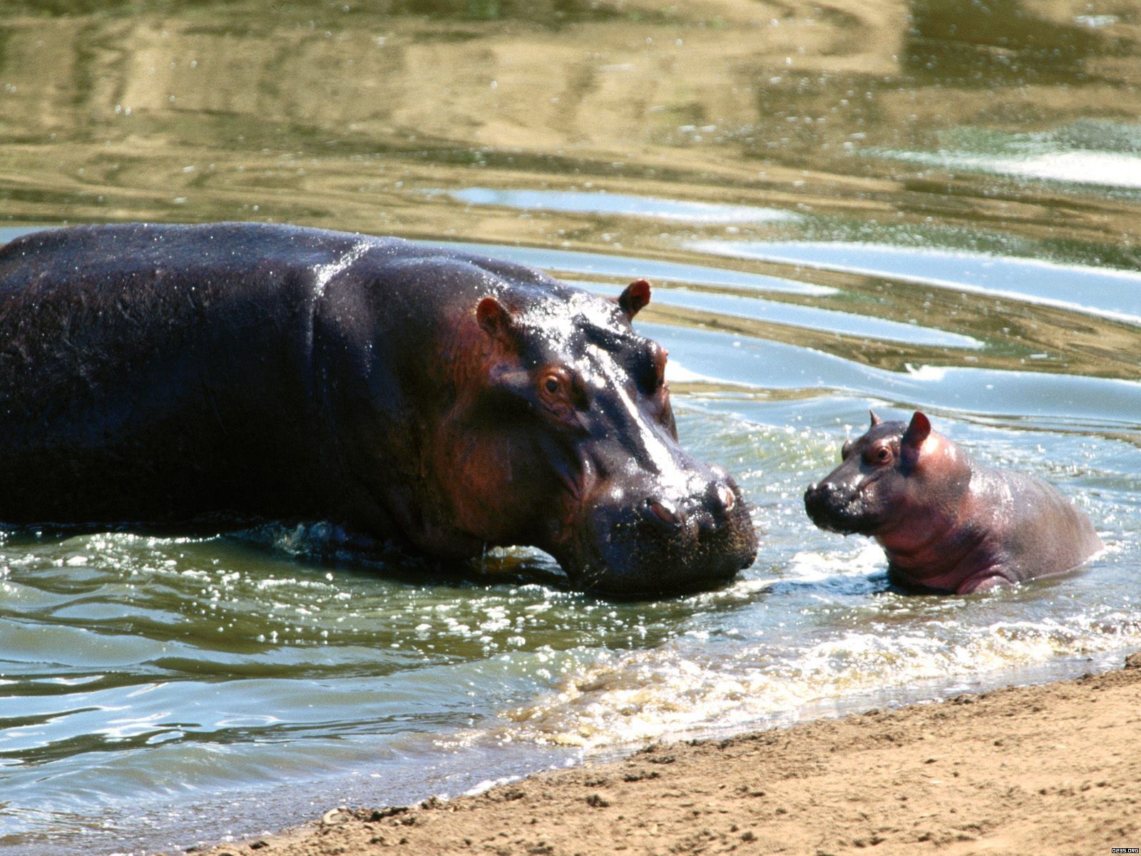 04 hippopotamus
