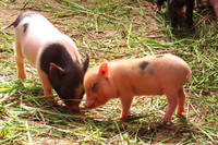 Farm Piglets